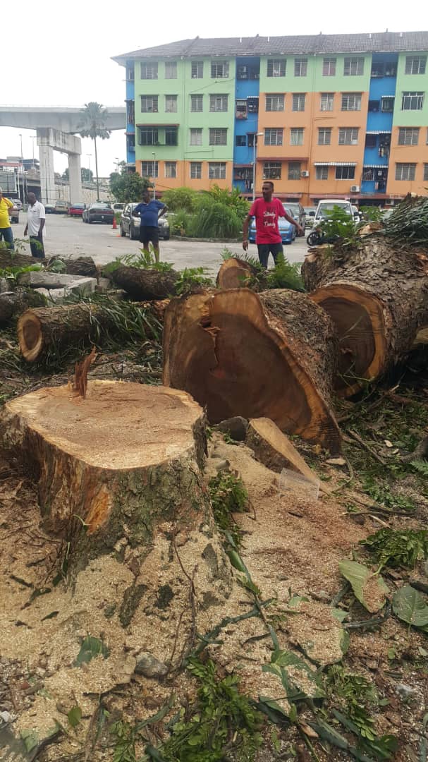 Tree cutting